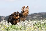 YORKSHIRE TERRIER 084
